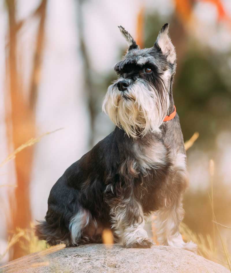 Schnauzer store cropped ears