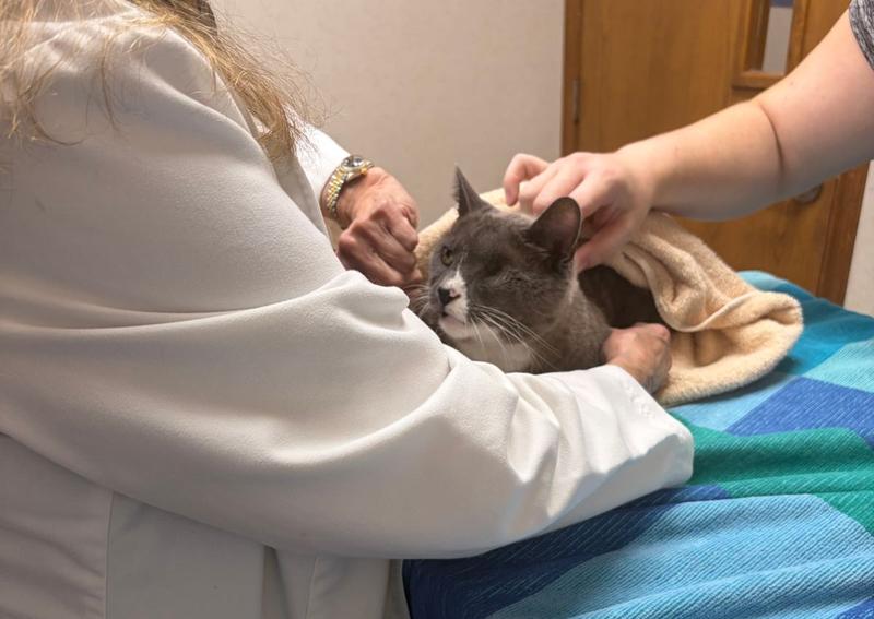 Carousel Slide 4: Cat veterinary exams