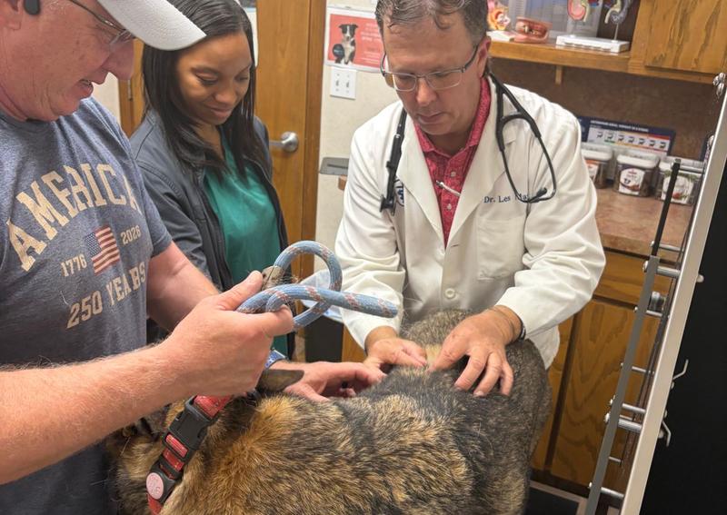 Carousel Slide 3: Dog veterinarians