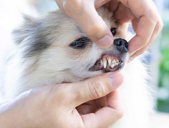 Fort Worth Pet Dentist | Pet Teeth Cleaning