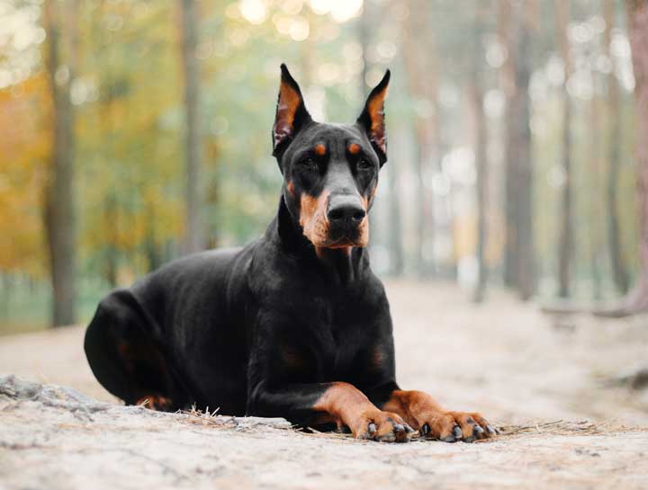 why do they crop dobermans ears