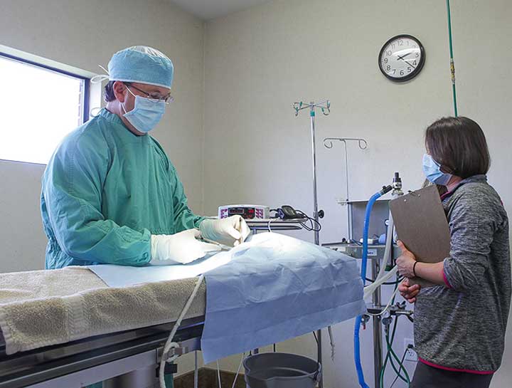 Fort Worth Veterinary Surgeries
